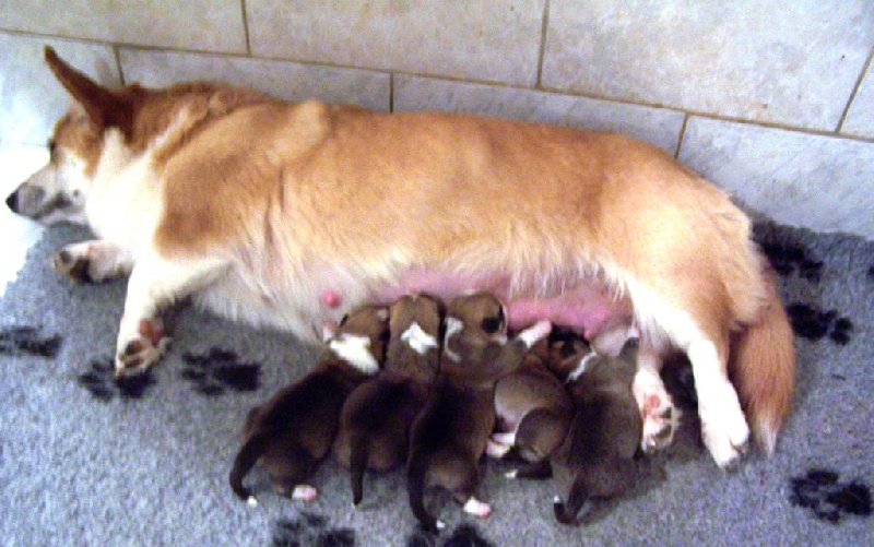 Les chiots d'Eve & d'Owen