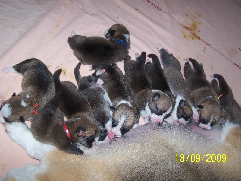 l'album des chiots de Viva Maria & de Willy
