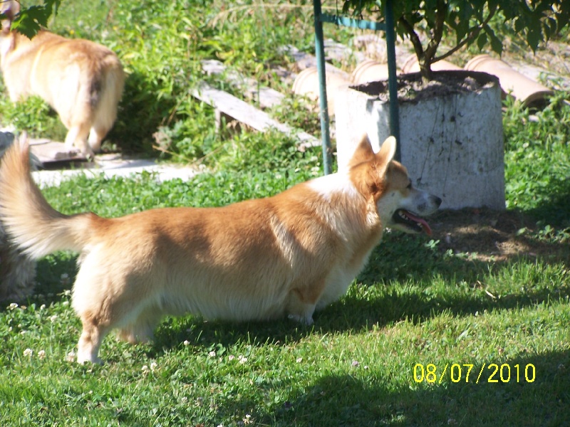 Albums de nos corgis